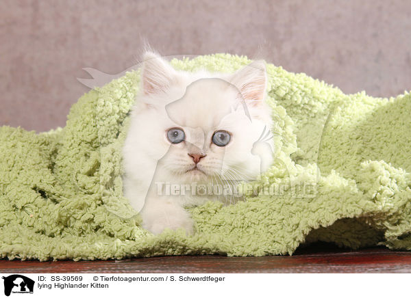 lying Highlander Kitten / SS-39569