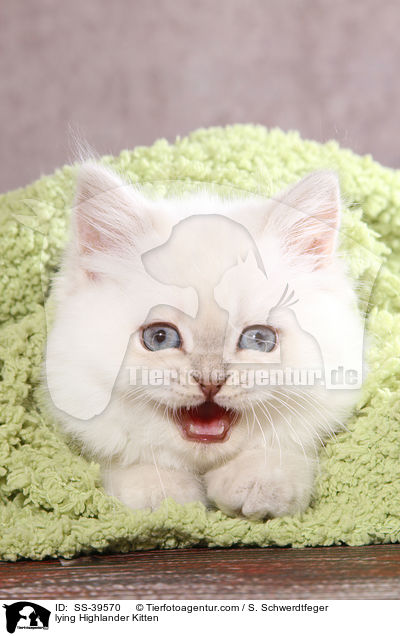 lying Highlander Kitten / SS-39570
