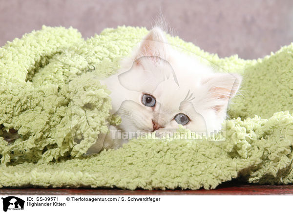 Highlander Kitten / SS-39571