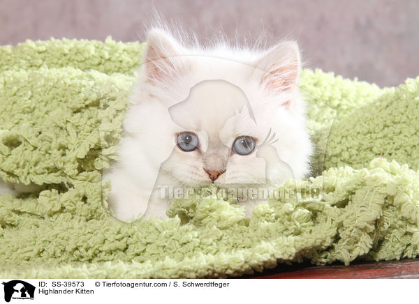 Highlander Kitten / SS-39573