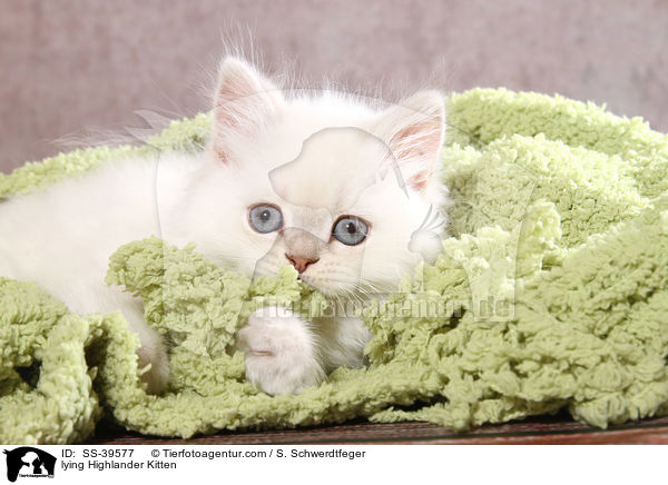 lying Highlander Kitten / SS-39577