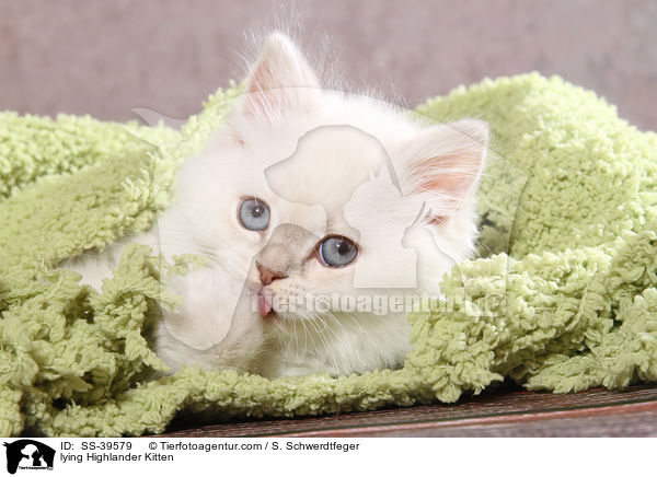 lying Highlander Kitten / SS-39579