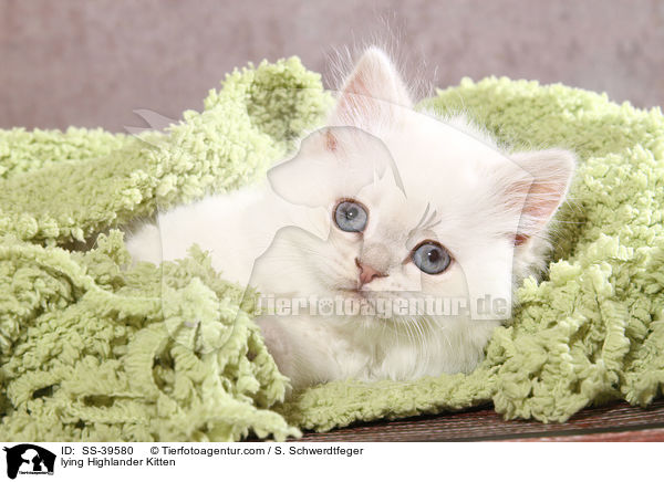 lying Highlander Kitten / SS-39580
