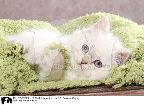 lying Highlander Kitten / SS-39581