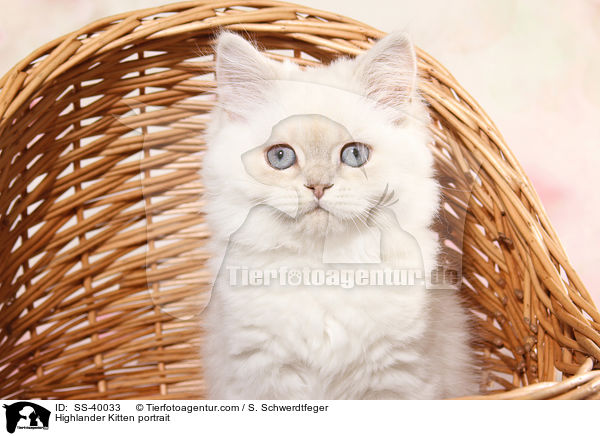 Highlander Kitten portrait / SS-40033
