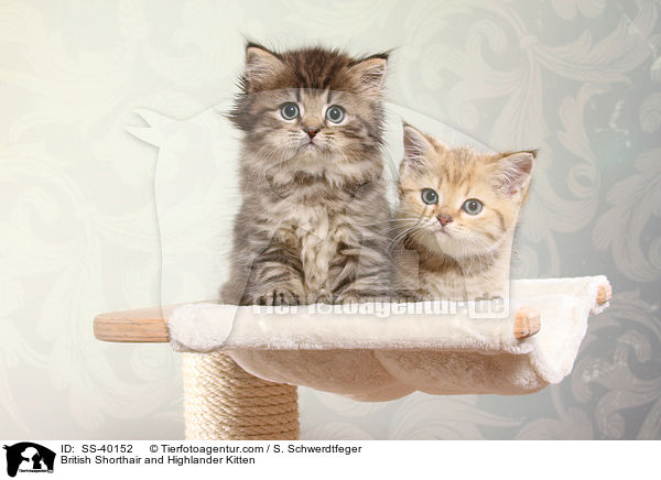 Britisch Kurzhaar und Highlander Ktzchen / British Shorthair and Highlander Kitten / SS-40152
