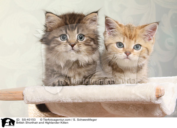 British Shorthair and Highlander Kitten / SS-40153