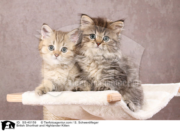 Britisch Kurzhaar und Highlander Ktzchen / British Shorthair and Highlander Kitten / SS-40159