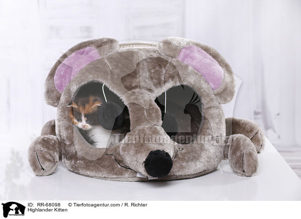 Highlander Ktzchen / Highlander Kitten / RR-68098