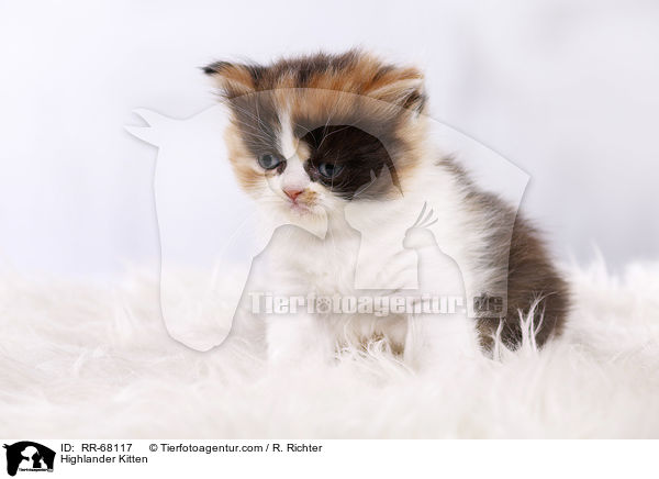 Highlander Ktzchen / Highlander Kitten / RR-68117