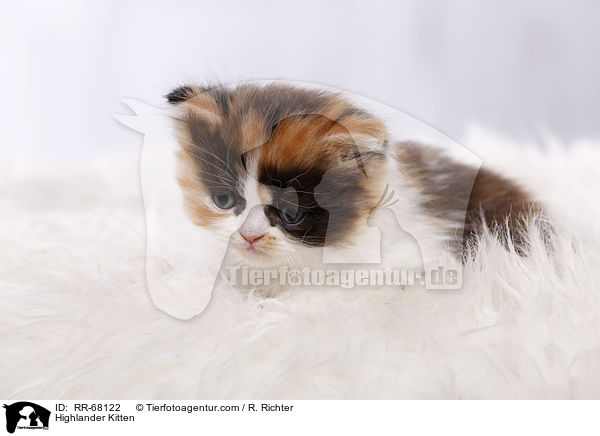 Highlander Ktzchen / Highlander Kitten / RR-68122