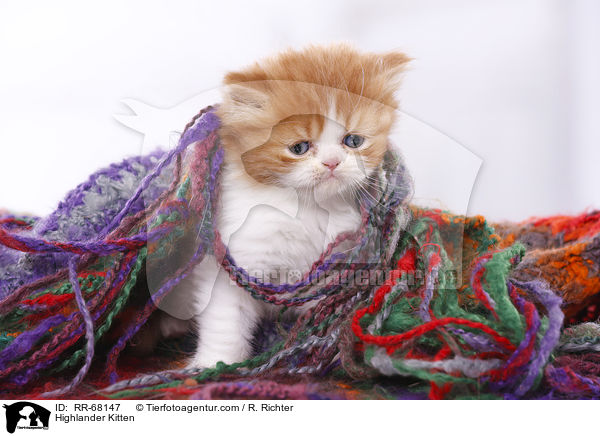 Highlander Kitten / RR-68147