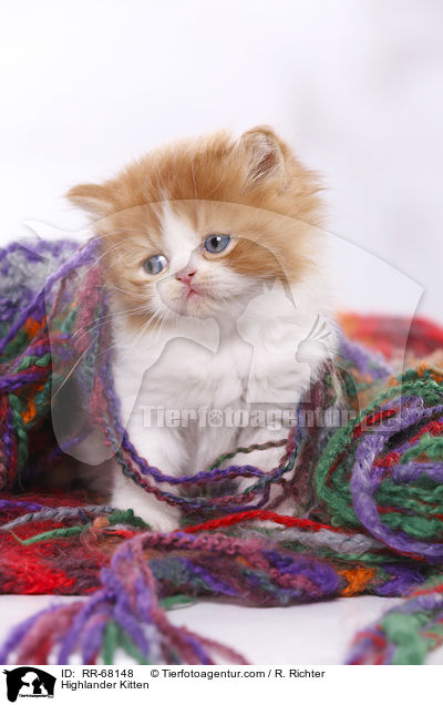 Highlander Kitten / RR-68148