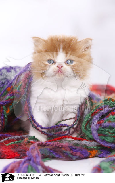 Highlander Kitten / RR-68149