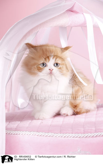 Highlander Ktzchen / Highlander Kitten / RR-69652
