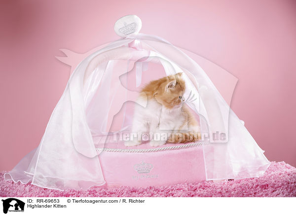 Highlander Ktzchen / Highlander Kitten / RR-69653