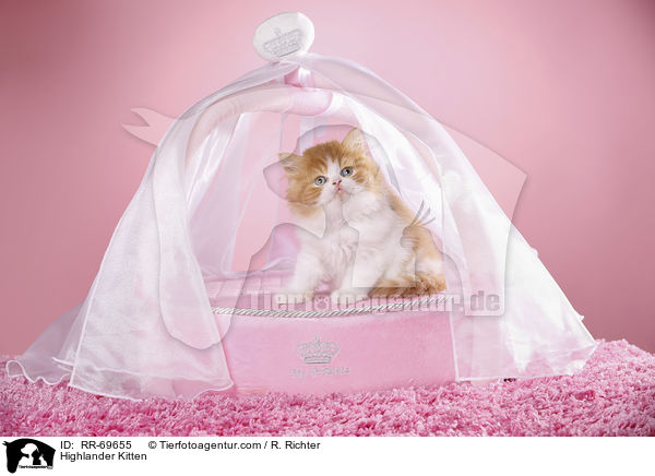 Highlander Kitten / RR-69655