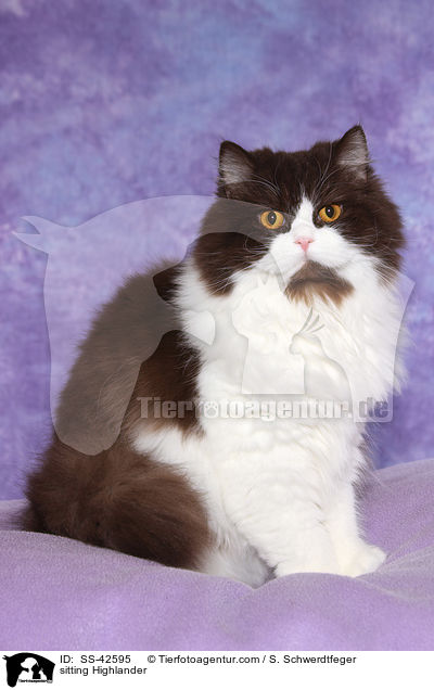 sitting Highlander / SS-42595