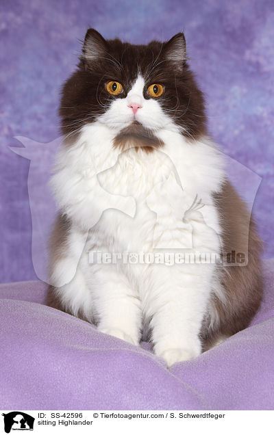 sitting Highlander / SS-42596
