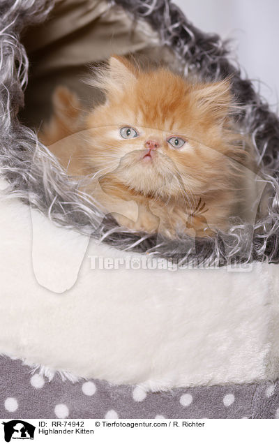 Highlander Kitten / RR-74942