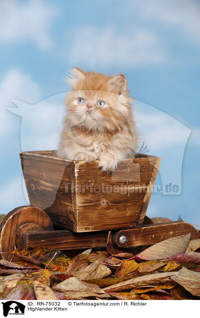 Highlander Kitten / RR-75032