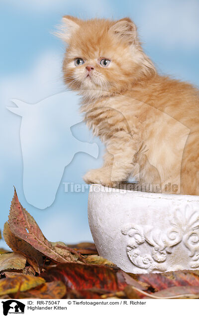 Highlander Kitten / RR-75047