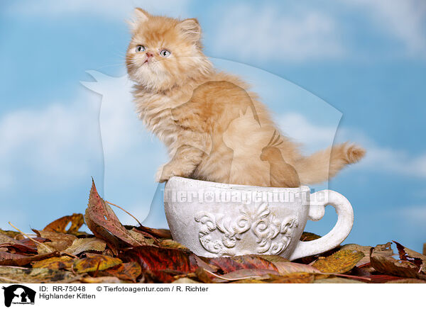 Highlander Kitten / RR-75048