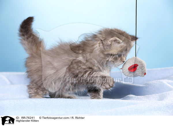 Highlander Kitten / RR-76241