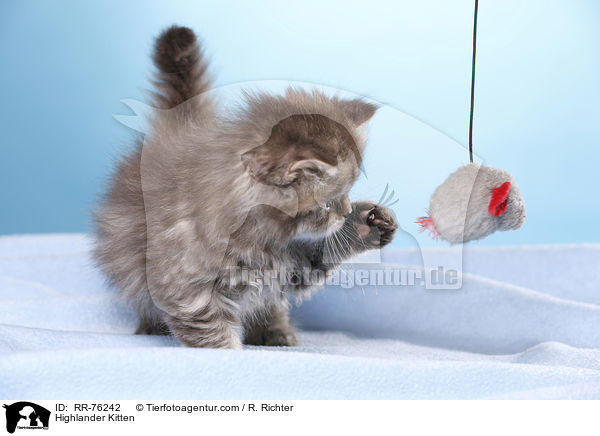 Highlander Kitten / RR-76242