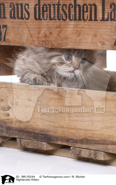 Highlander Ktzchen / Highlander Kitten / RR-76244