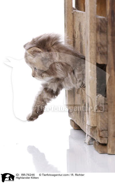 Highlander Kitten / RR-76246