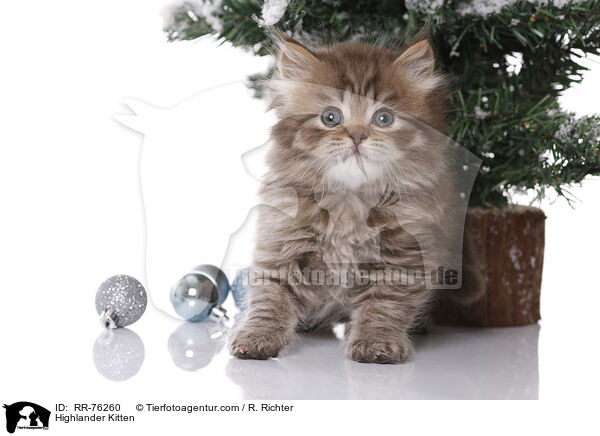 Highlander Kitten / RR-76260