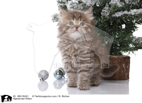 Highlander Kitten / RR-76261