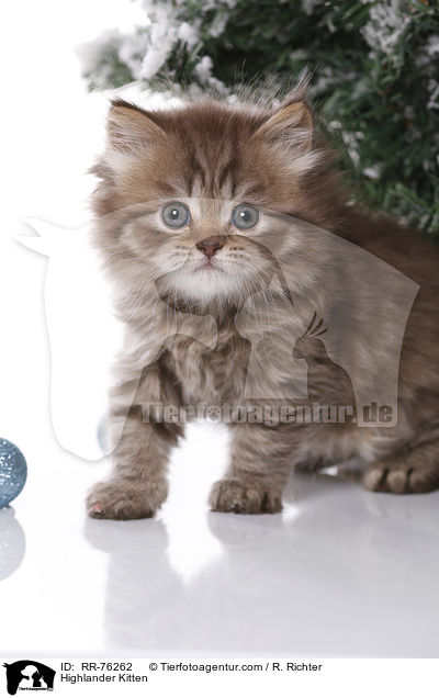 Highlander Kitten / RR-76262