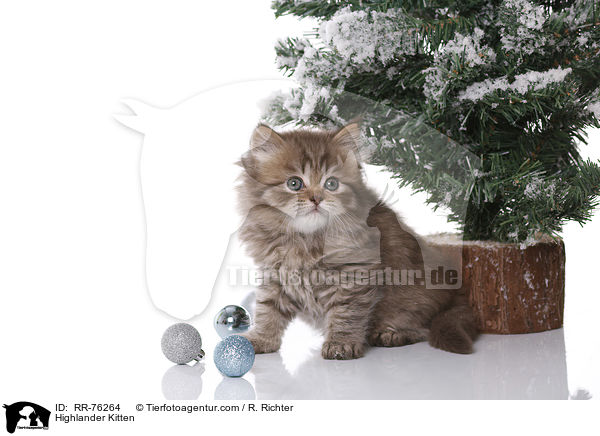 Highlander Kitten / RR-76264