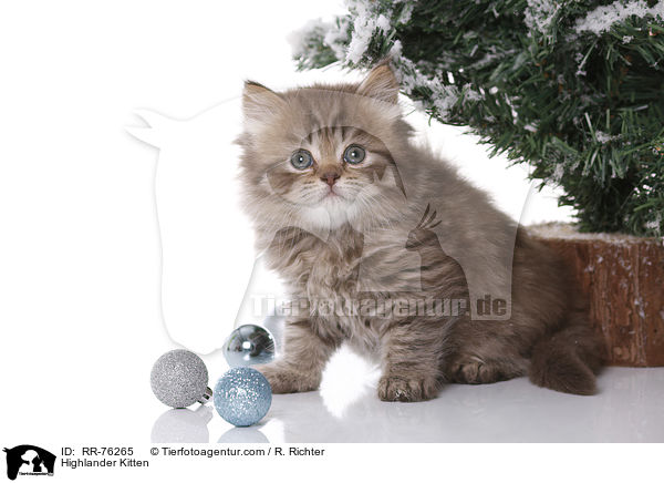 Highlander Kitten / RR-76265