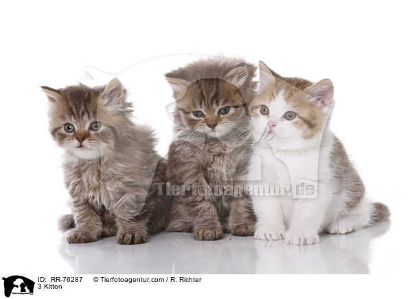 3 Kitten / RR-76287