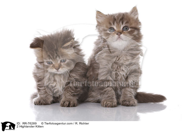 2 Highlander Kitten / RR-76289