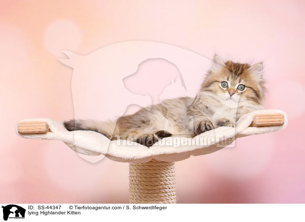 lying Highlander Kitten / SS-44347