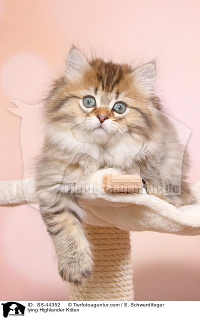 lying Highlander Kitten / SS-44352