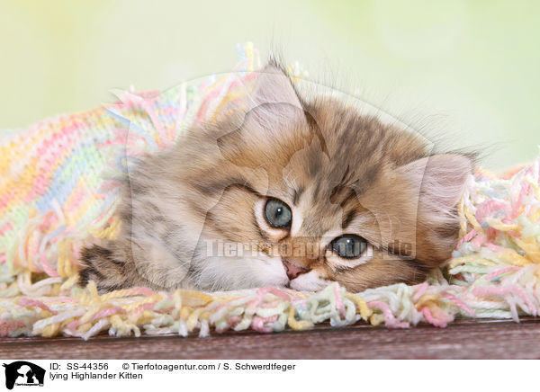 liegendes Highlander Ktzchen / lying Highlander Kitten / SS-44356