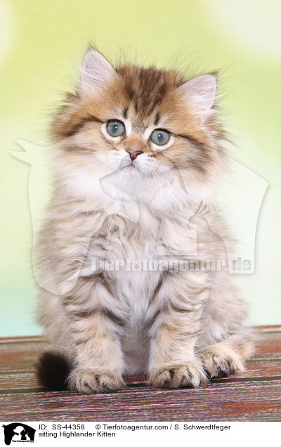 sitzendes Highlander Ktzchen / sitting Highlander Kitten / SS-44358