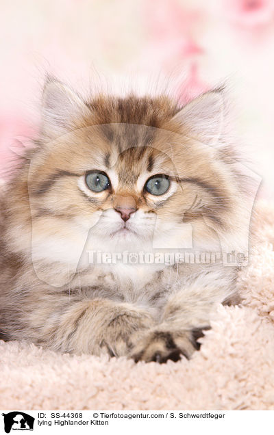 liegendes Highlander Ktzchen / lying Highlander Kitten / SS-44368