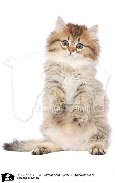 Highlander Ktzchen / Highlander Kitten / SS-44370