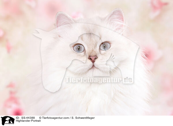 Highlander Portrait / Highlander Portrait / SS-44388