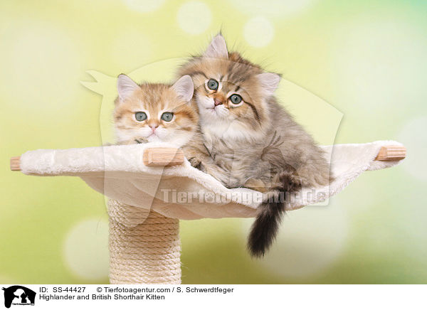 Highlander und Britisch Kurzhaar Ktzchen / Highlander and British Shorthair Kitten / SS-44427