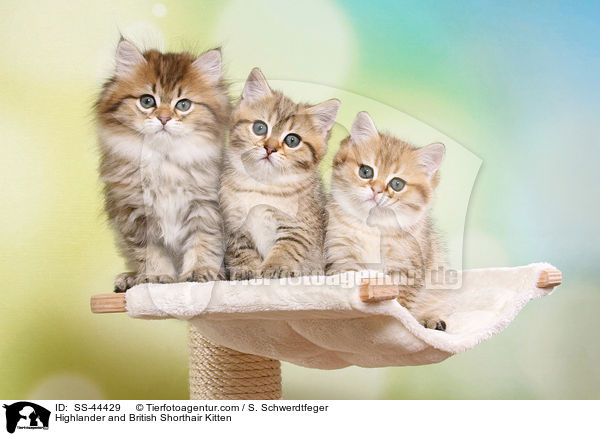 Highlander und Britisch Kurzhaar Ktzchen / Highlander and British Shorthair Kitten / SS-44429