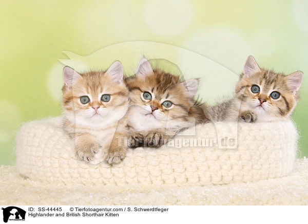 Highlander und Britisch Kurzhaar Ktzchen / Highlander and British Shorthair Kitten / SS-44445