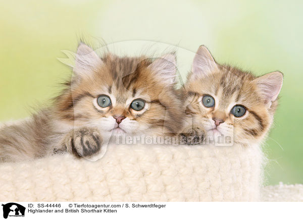 Highlander und Britisch Kurzhaar Ktzchen / Highlander and British Shorthair Kitten / SS-44446