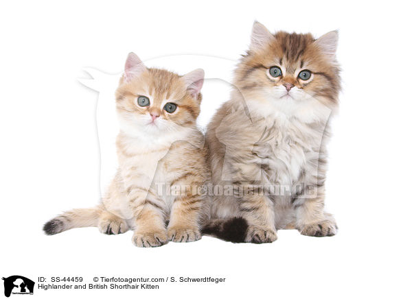 Highlander und Britisch Kurzhaar Ktzchen / Highlander and British Shorthair Kitten / SS-44459